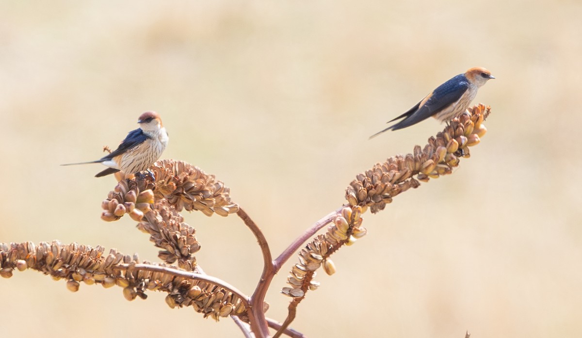 Greater Striped Swallow - ML643993731