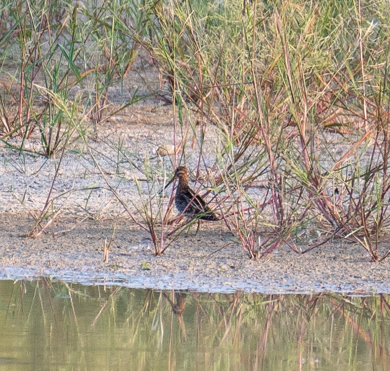 Wilson's Snipe - ML643993732