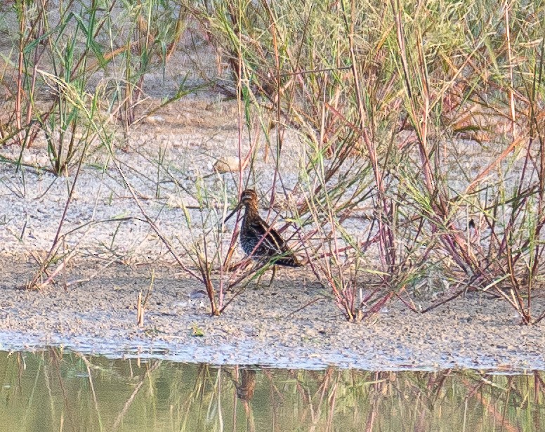 Wilson's Snipe - ML643993733