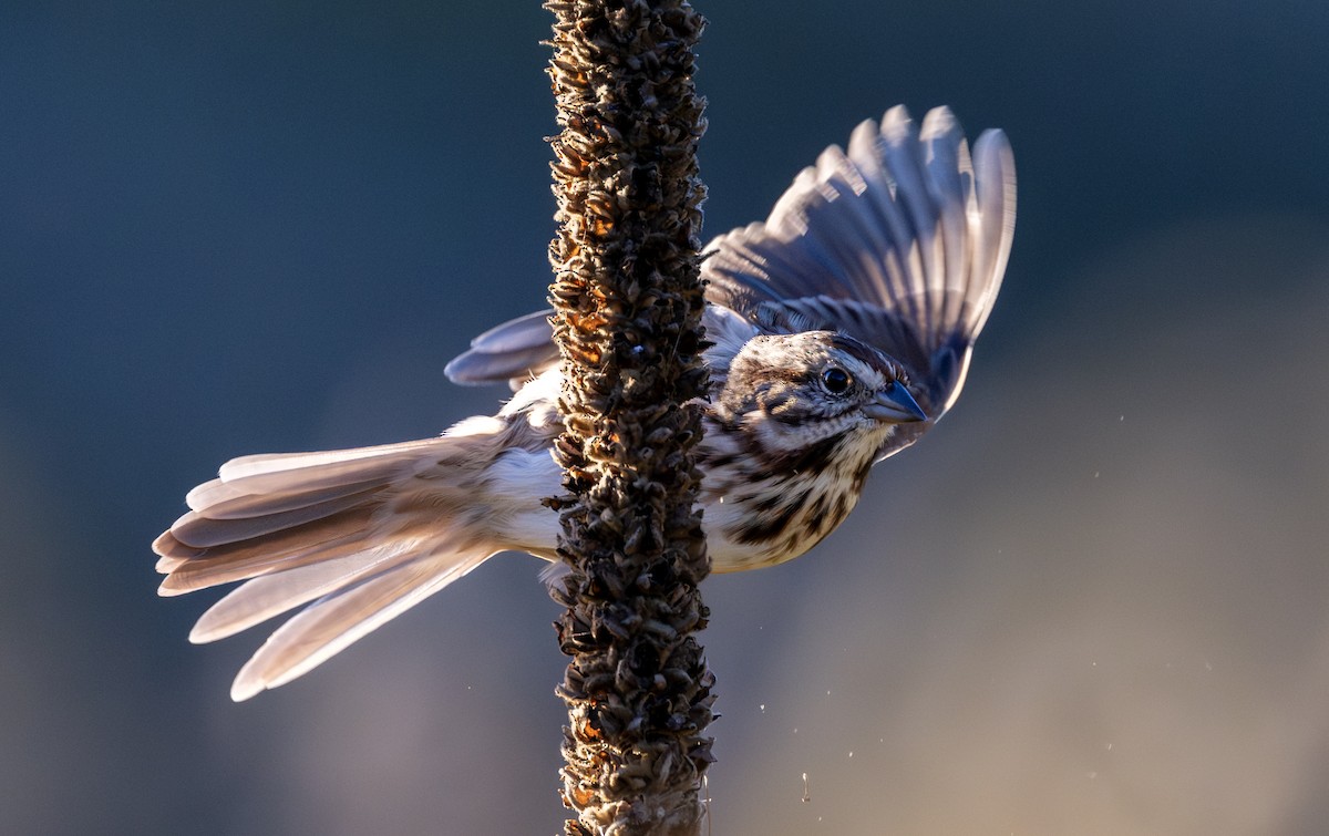 strnadec zpěvný - ML643993743