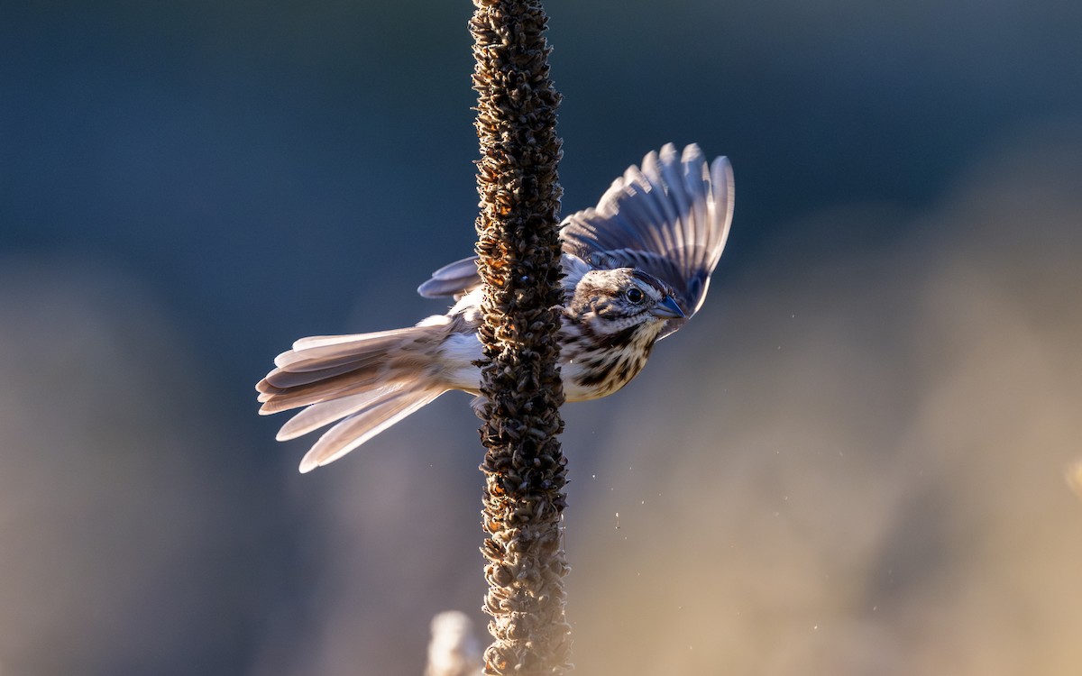 strnadec zpěvný - ML643993744