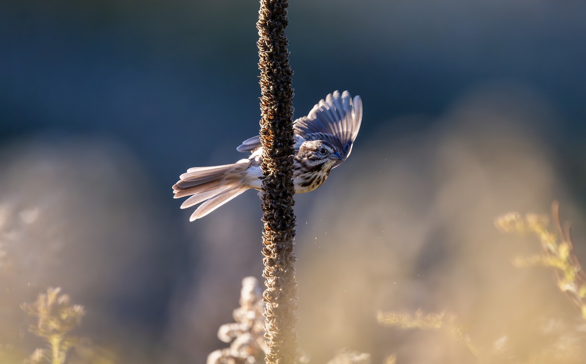 strnadec zpěvný - ML643993745