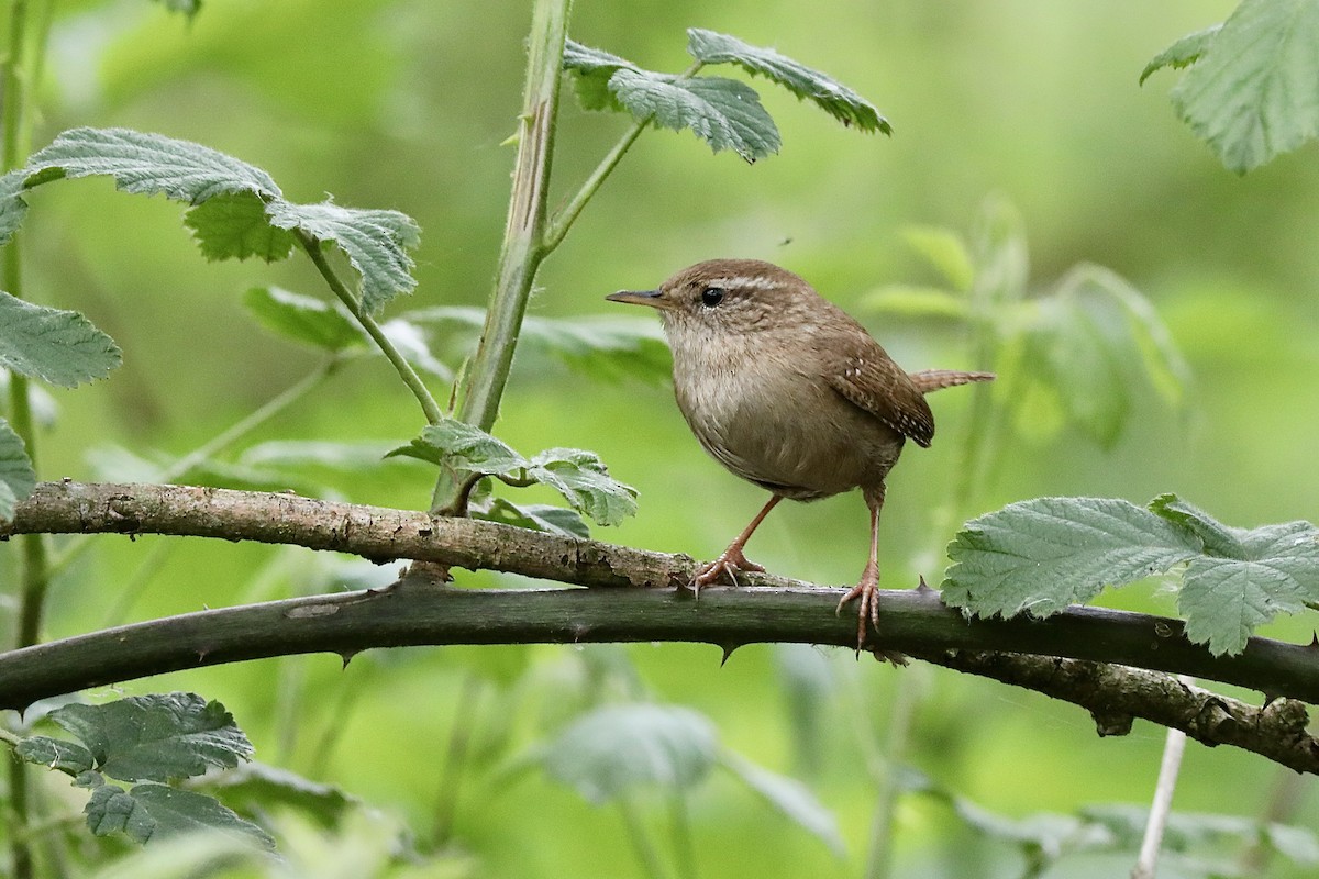 Eurasian Wren (British) - ML643993746