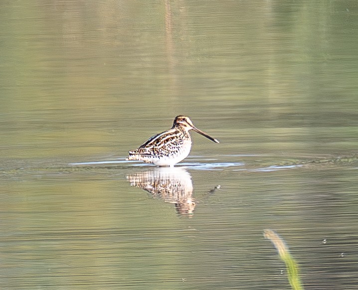 Wilson's Snipe - ML643993752