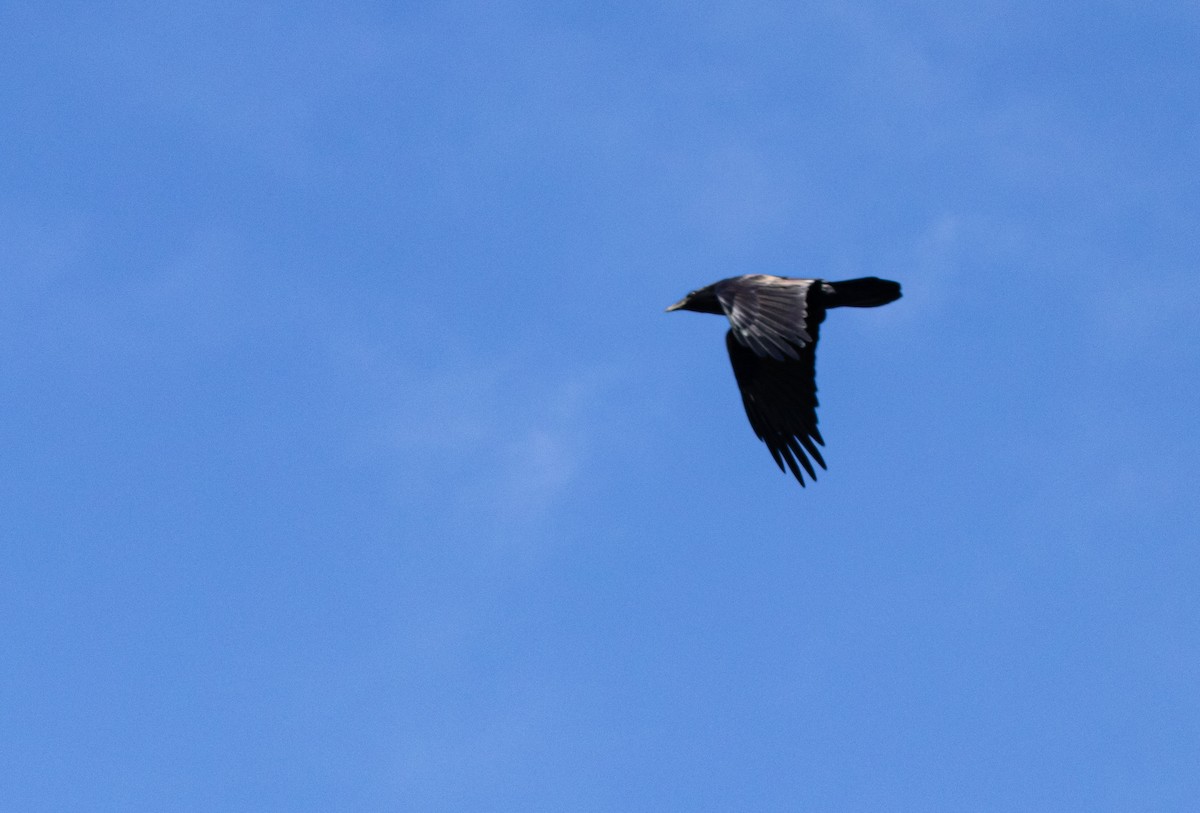 Common Raven - ML643993755