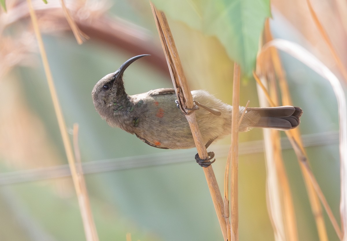 Greater Double-collared Sunbird - ML643993767