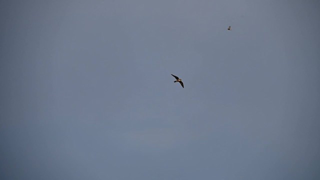 コチョウゲンボウ（columbarius） - ML643993768