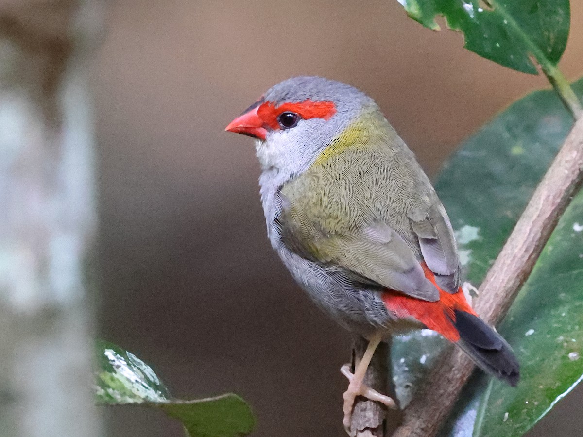 Red-browed Firetail - ML643993771