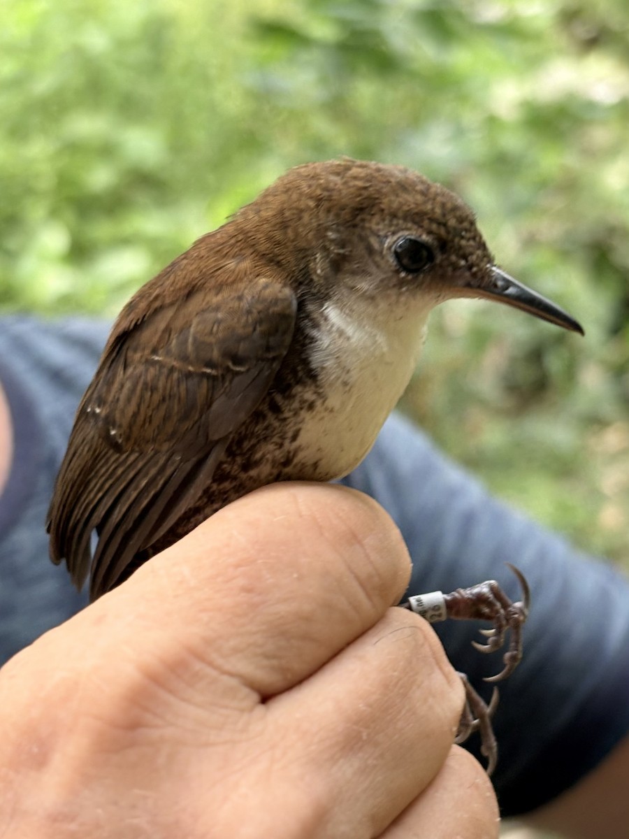 Scaly-breasted Wren (Southern) - ML643993784