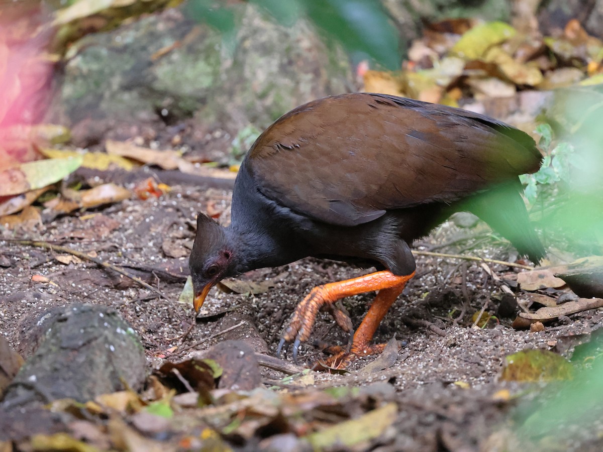 Orange-footed Megapode - ML643993791
