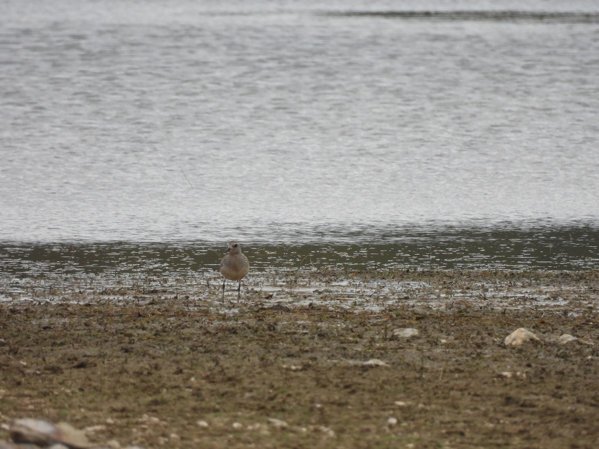 European Golden-Plover - ML643993799