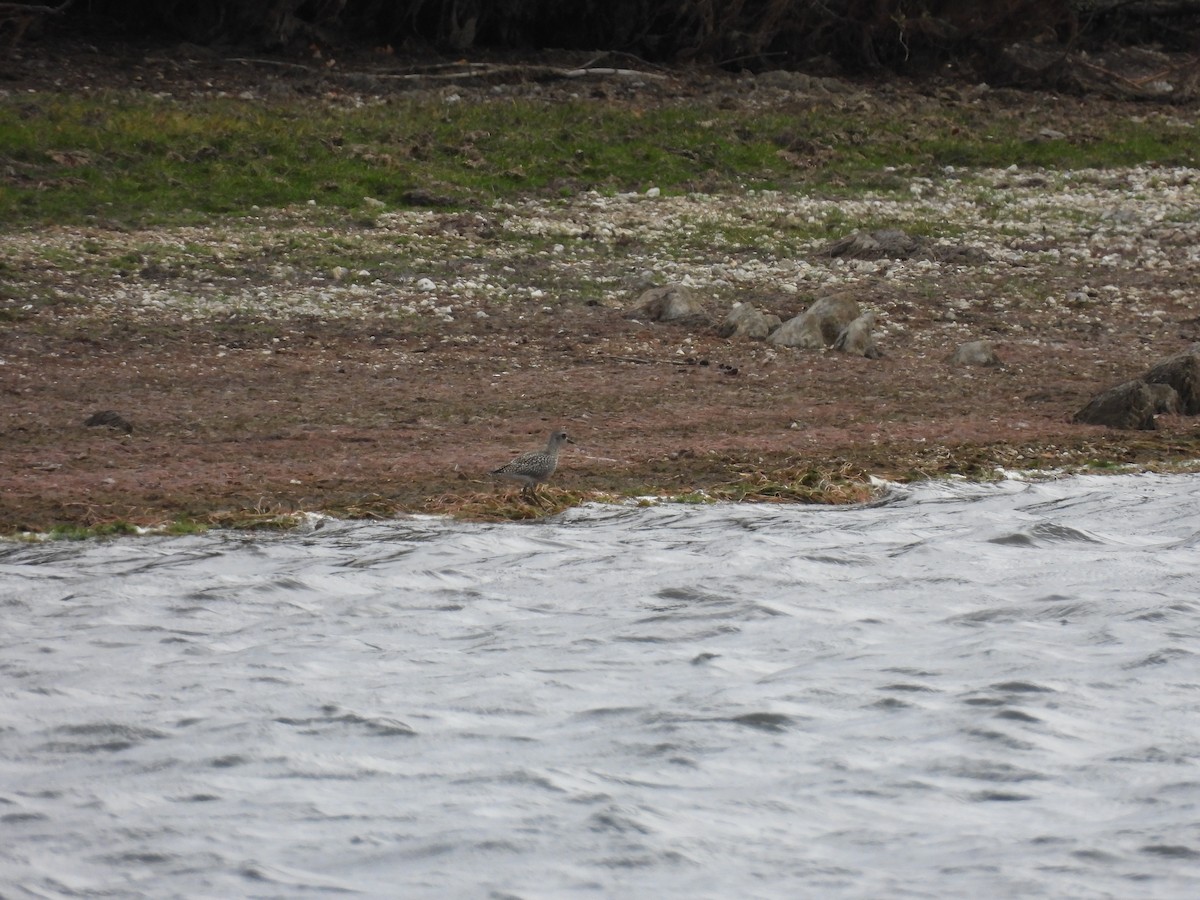 European Golden-Plover - ML643993801