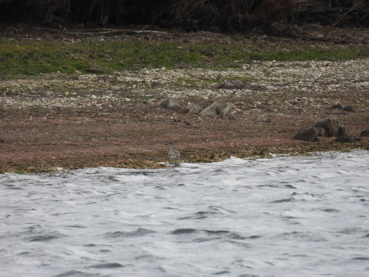 European Golden-Plover - ML643993802