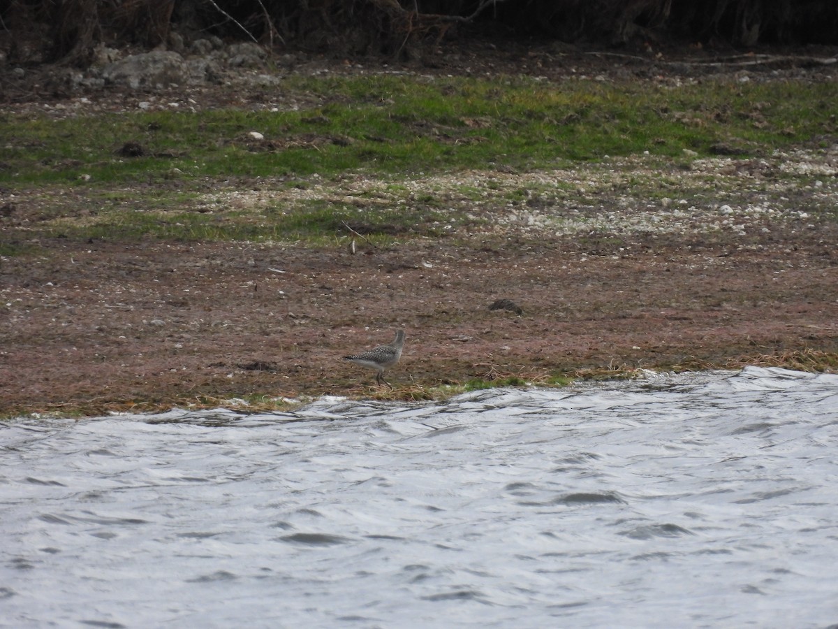 European Golden-Plover - ML643993803