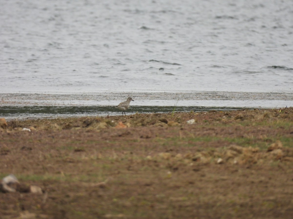 European Golden-Plover - ML643993804