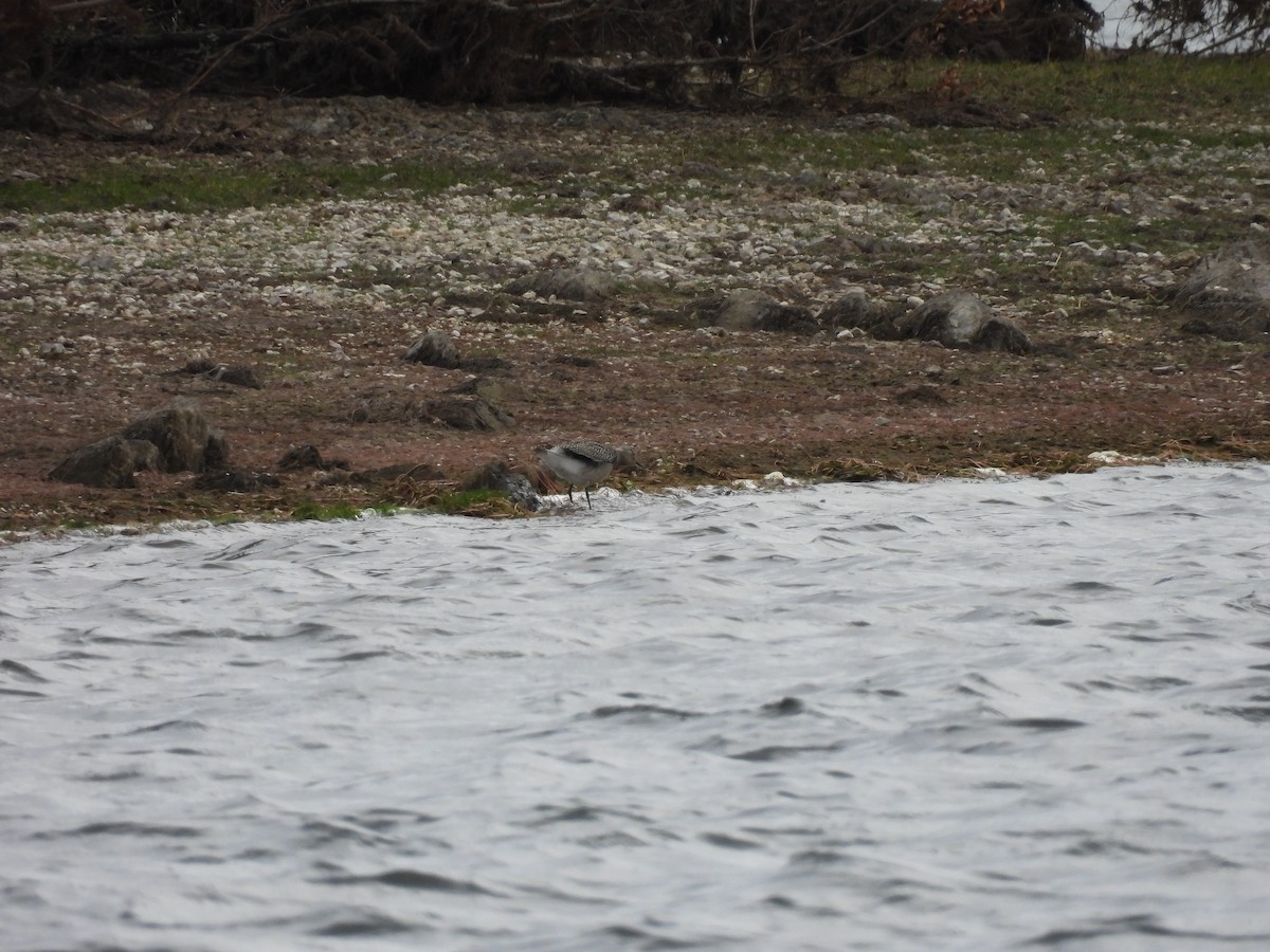 European Golden-Plover - ML643993805