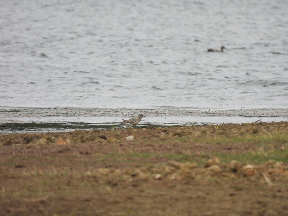 European Golden-Plover - ML643993806