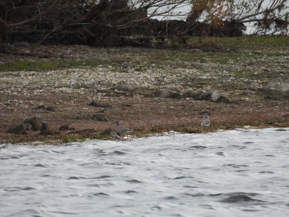 European Golden-Plover - ML643993807