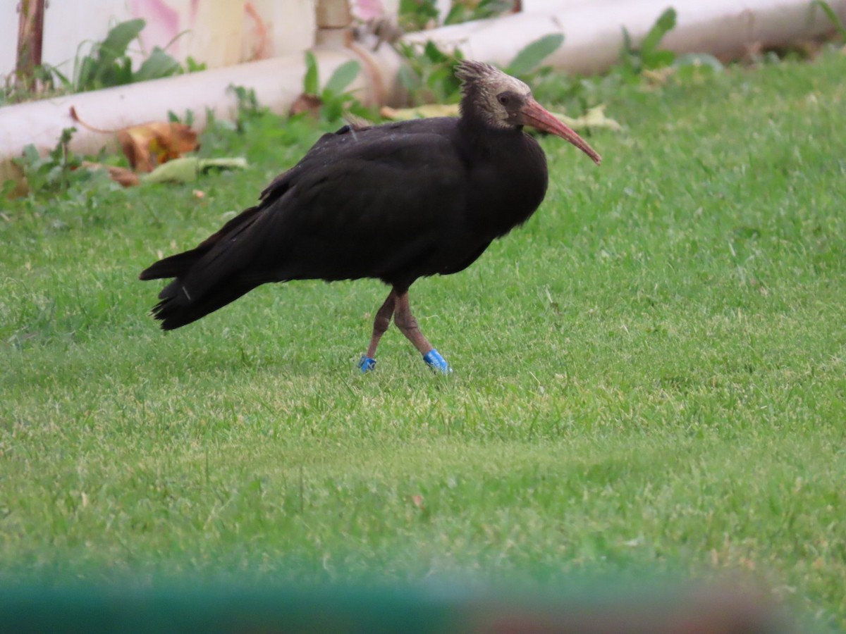 skallet ibis - ML643993813