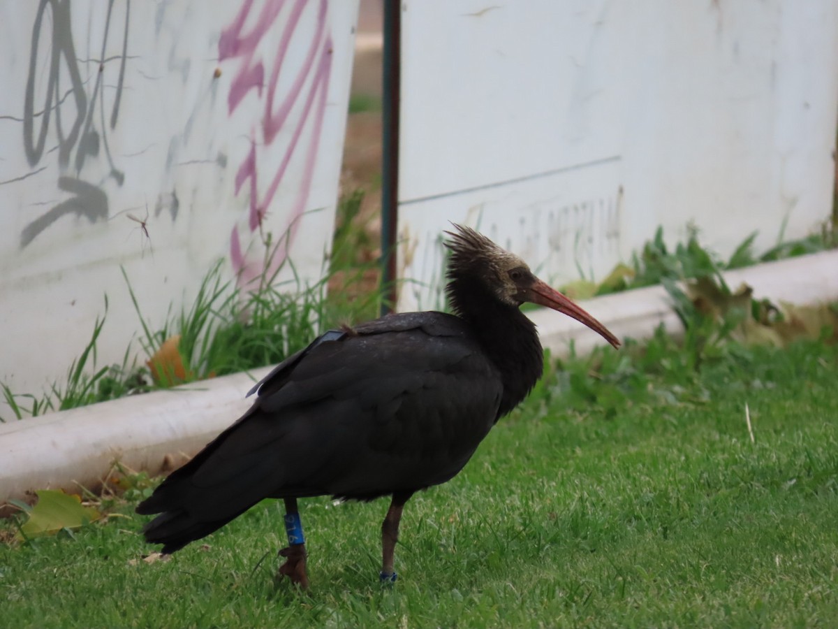 skallet ibis - ML643993814
