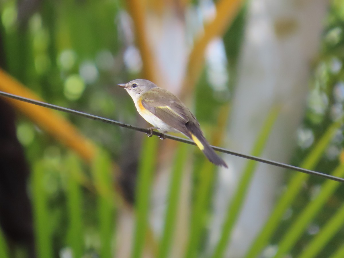 rødstjertparula - ML643993816