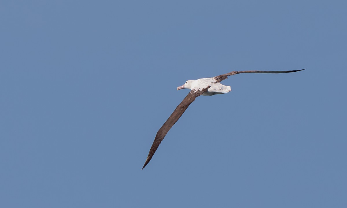 svartvingealbatross - ML643993825