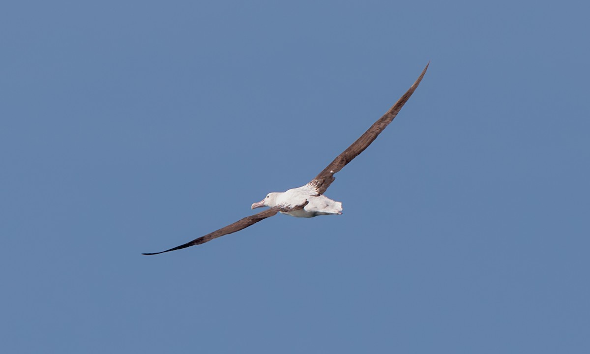 svartvingealbatross - ML643993826
