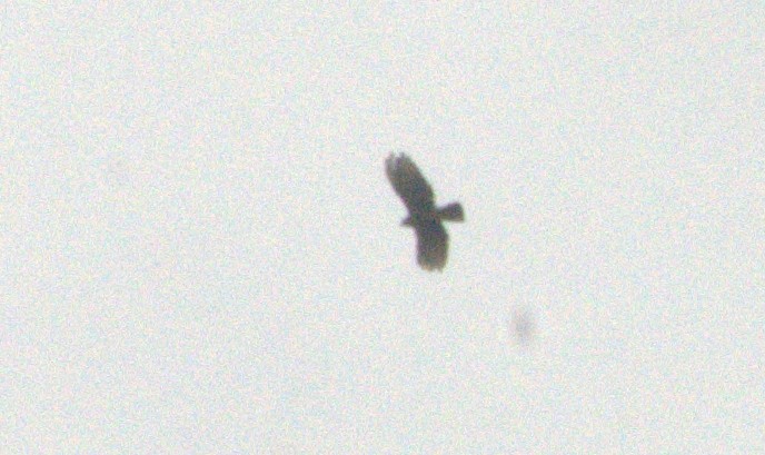 kroknebbglente - ML643993829