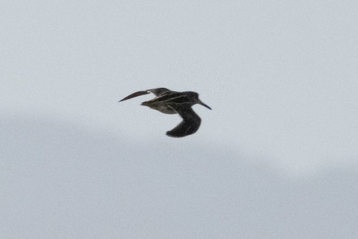 Jack Snipe - ML643993832