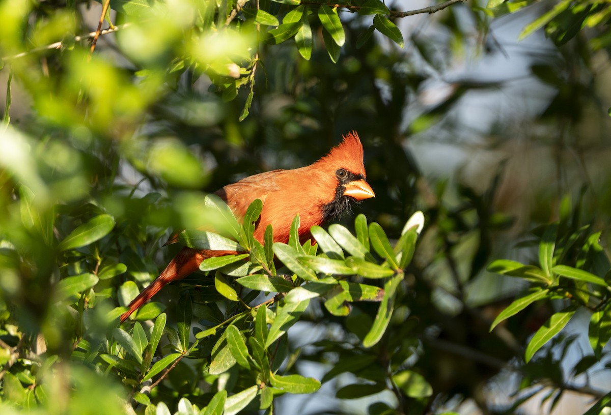 ショウジョウコウカンチョウ - ML643993834