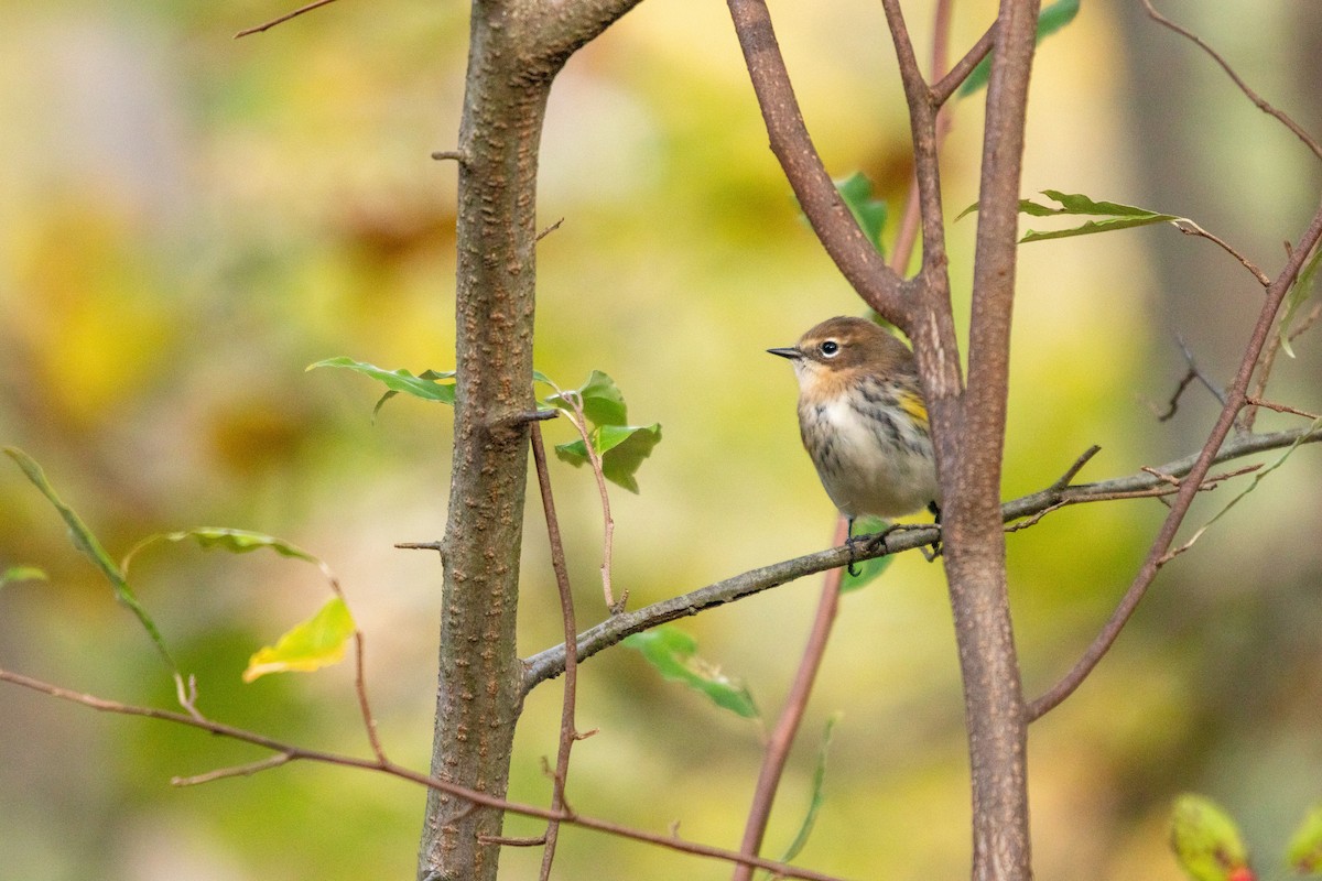 Yellow-rumped Warbler (Myrtle) - ML643993842