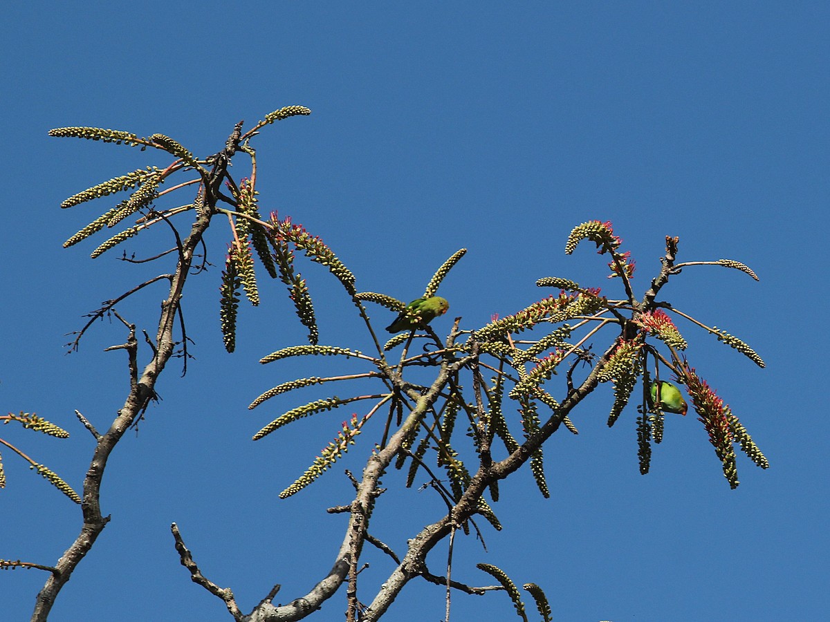 Sri Lanka Hanging-Parrot - ML643993846
