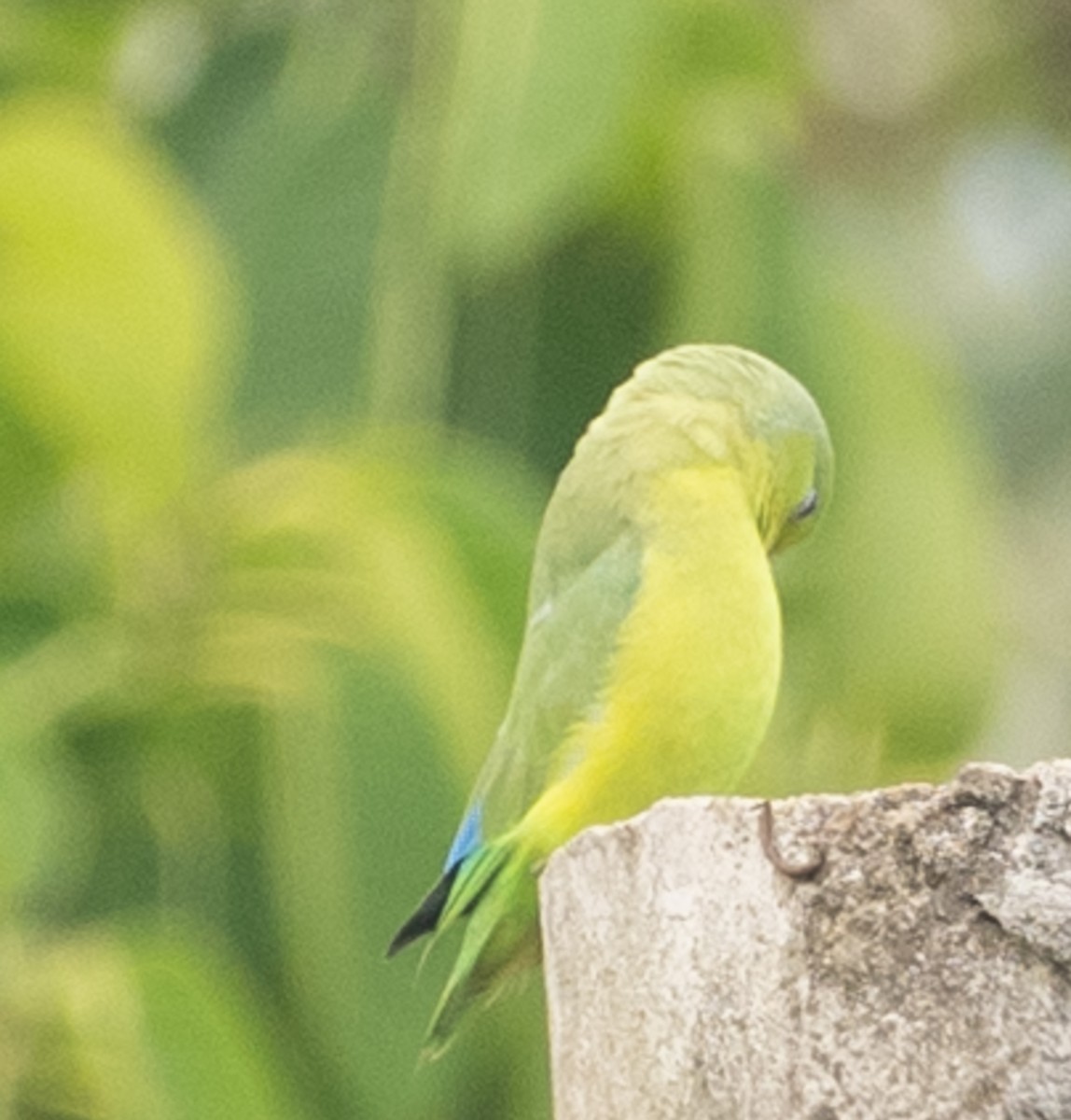Cobalt-rumped Parrotlet - ML643993854