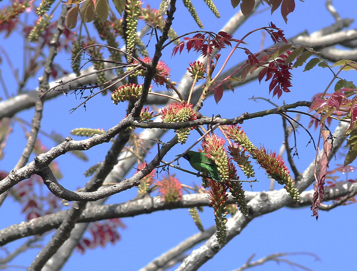 Jerdon's Leafbird - ML643993857