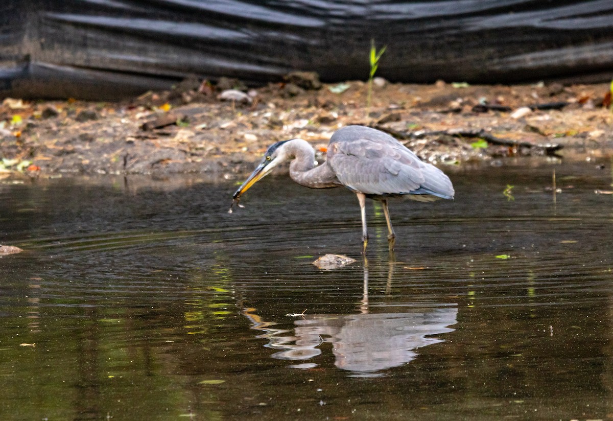 Great Blue Heron - ML643993859