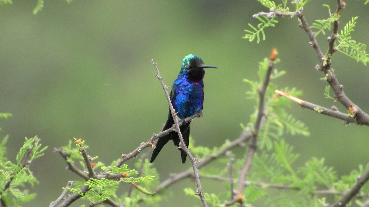 Blue-tufted Starthroat - ML643993873