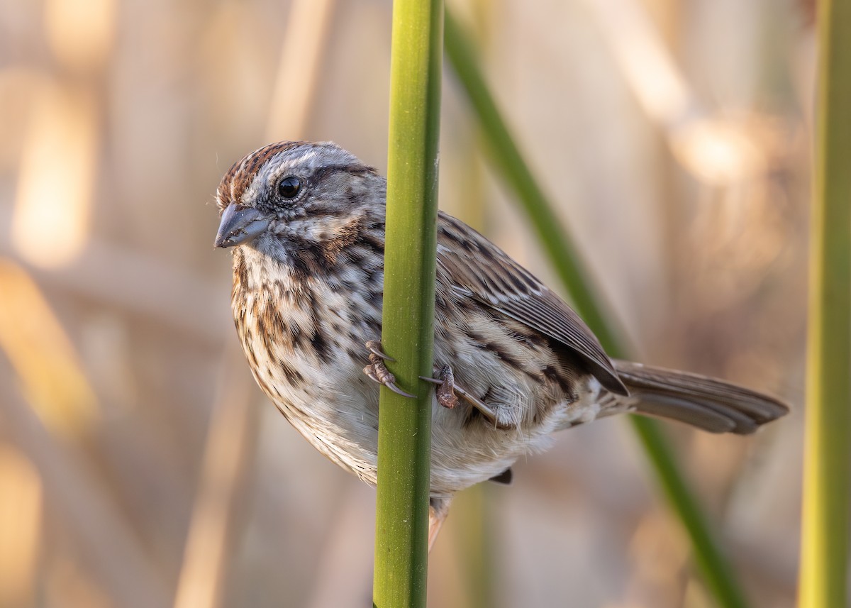 Bruant chanteur - ML643993889