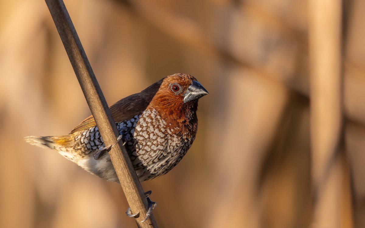 Capucin damier - ML643993901