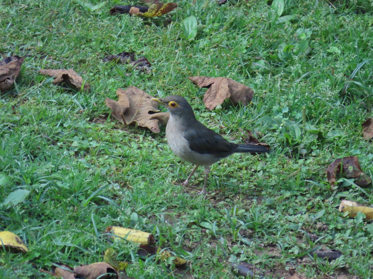 Spectacled Thrush - ML643993902