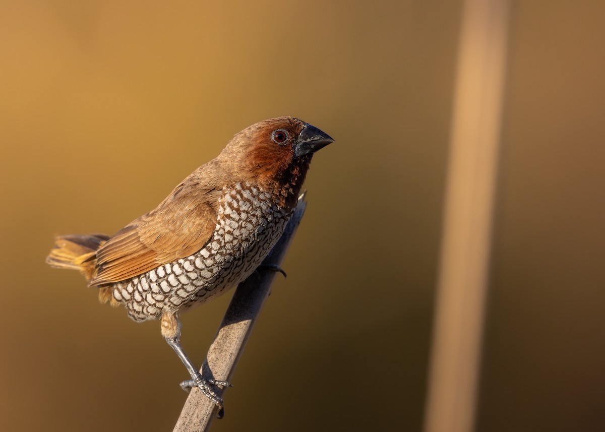 Capucin damier - ML643993903