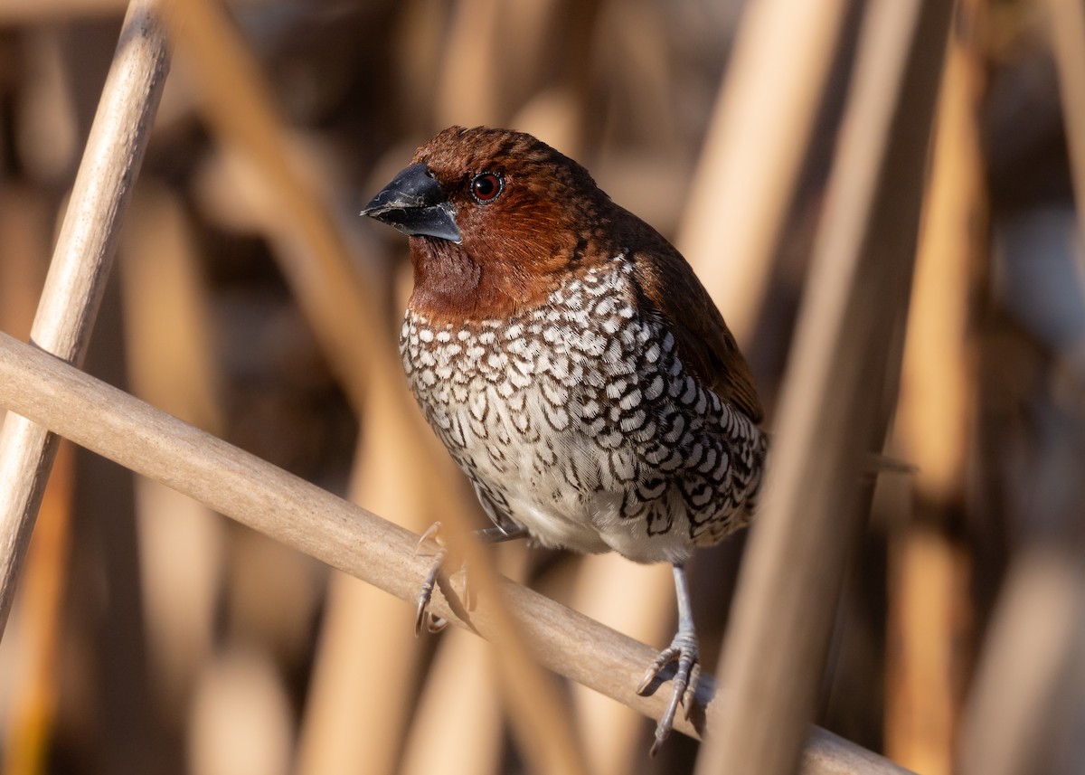 Capucin damier - ML643993904