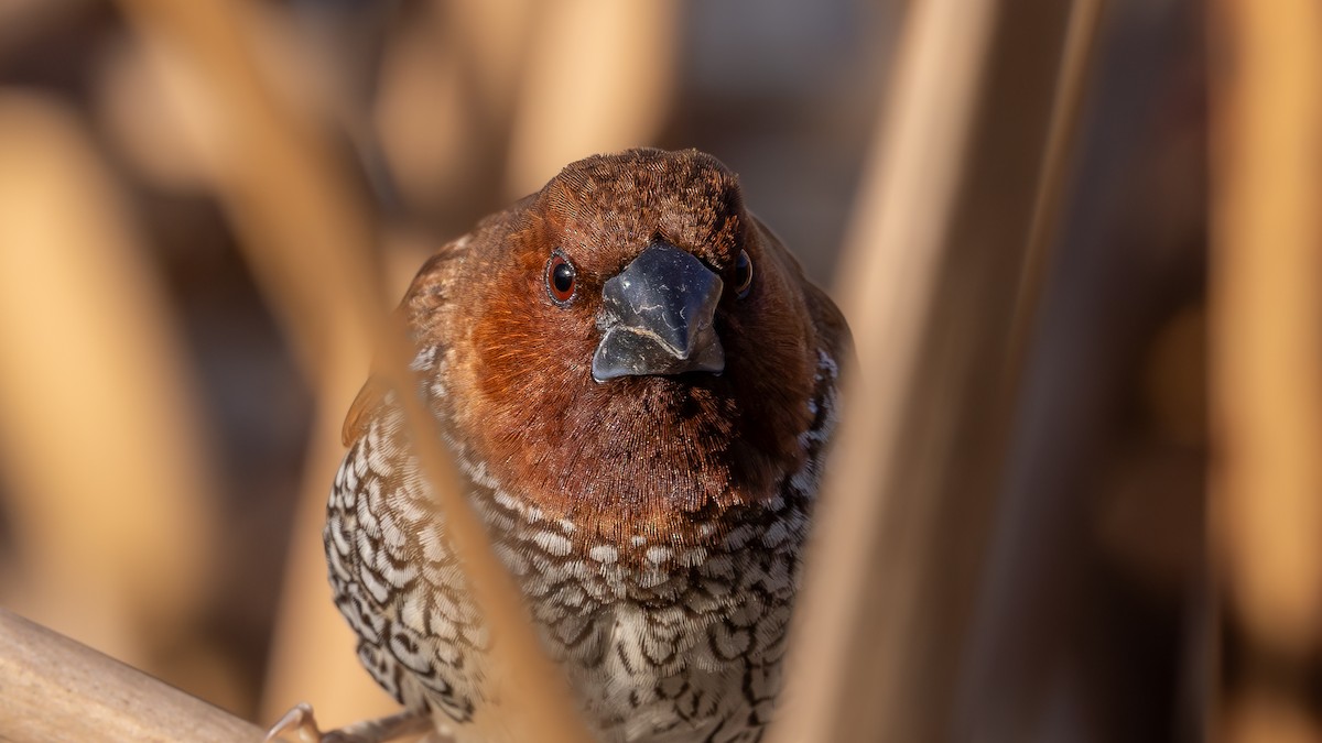 Capucin damier - ML643993905