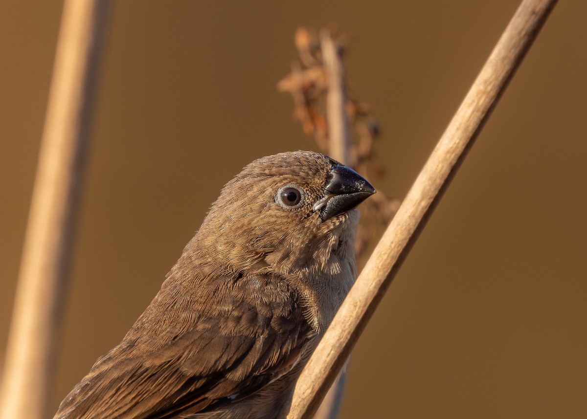 Capucin damier - ML643993908