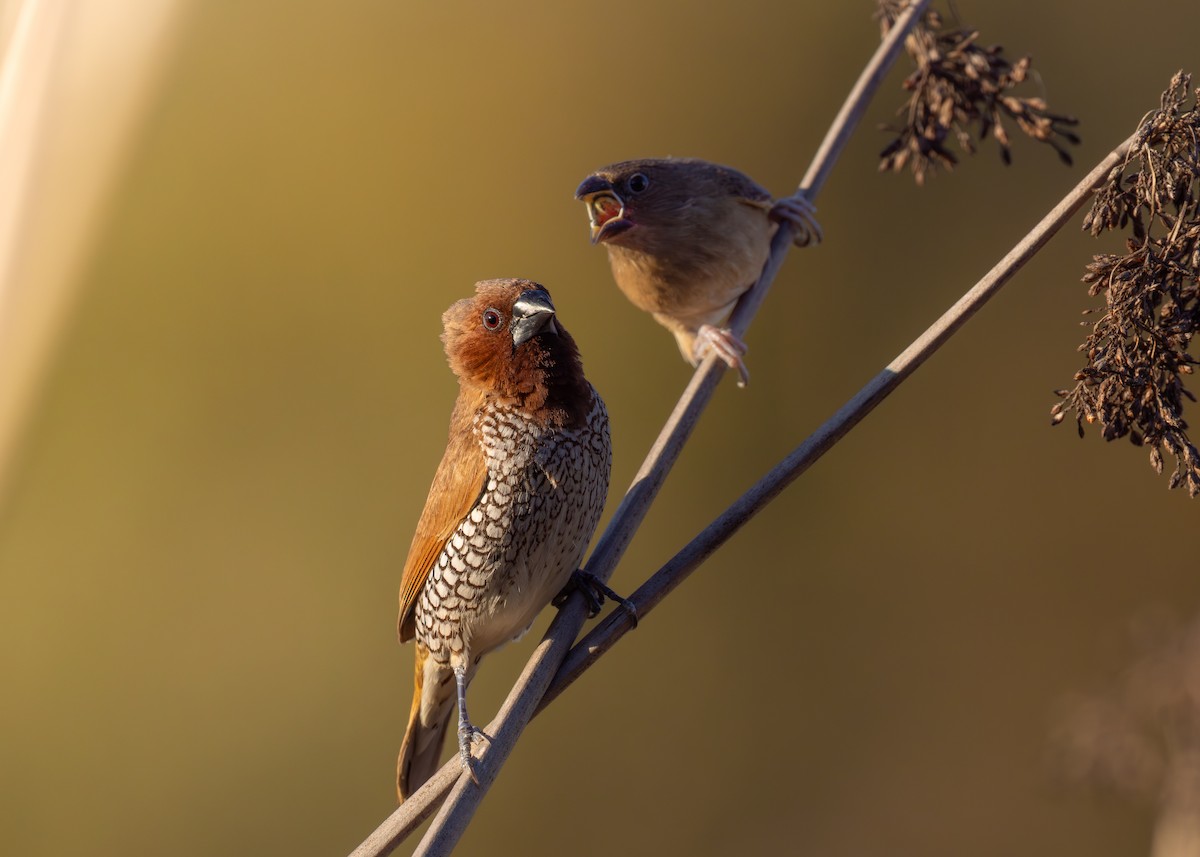 Capucin damier - ML643993909
