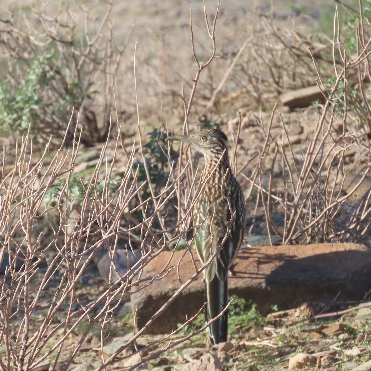 Greater Roadrunner - ML643993929