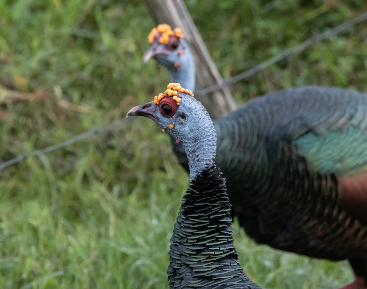 Ocellated Turkey - ML643993930