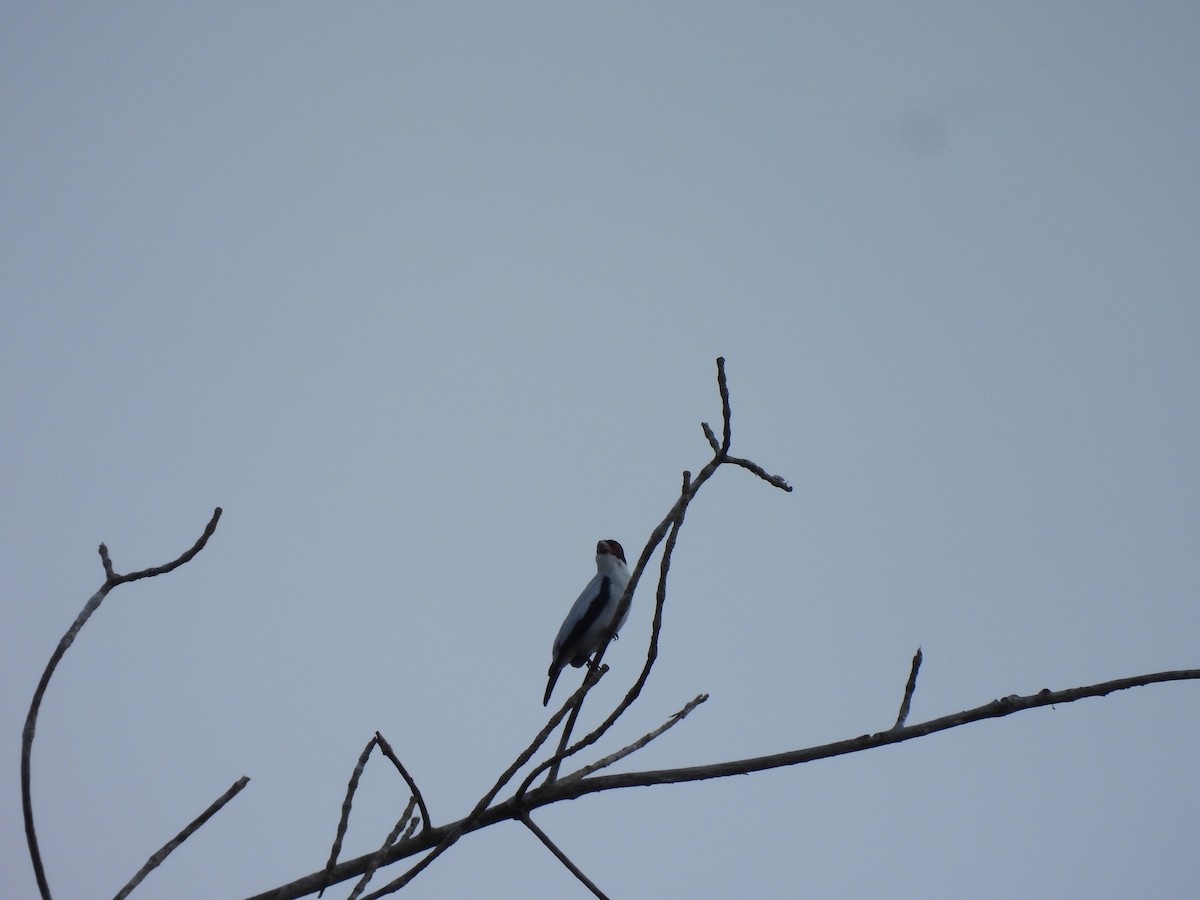 Black-tailed Tityra - ML643993931