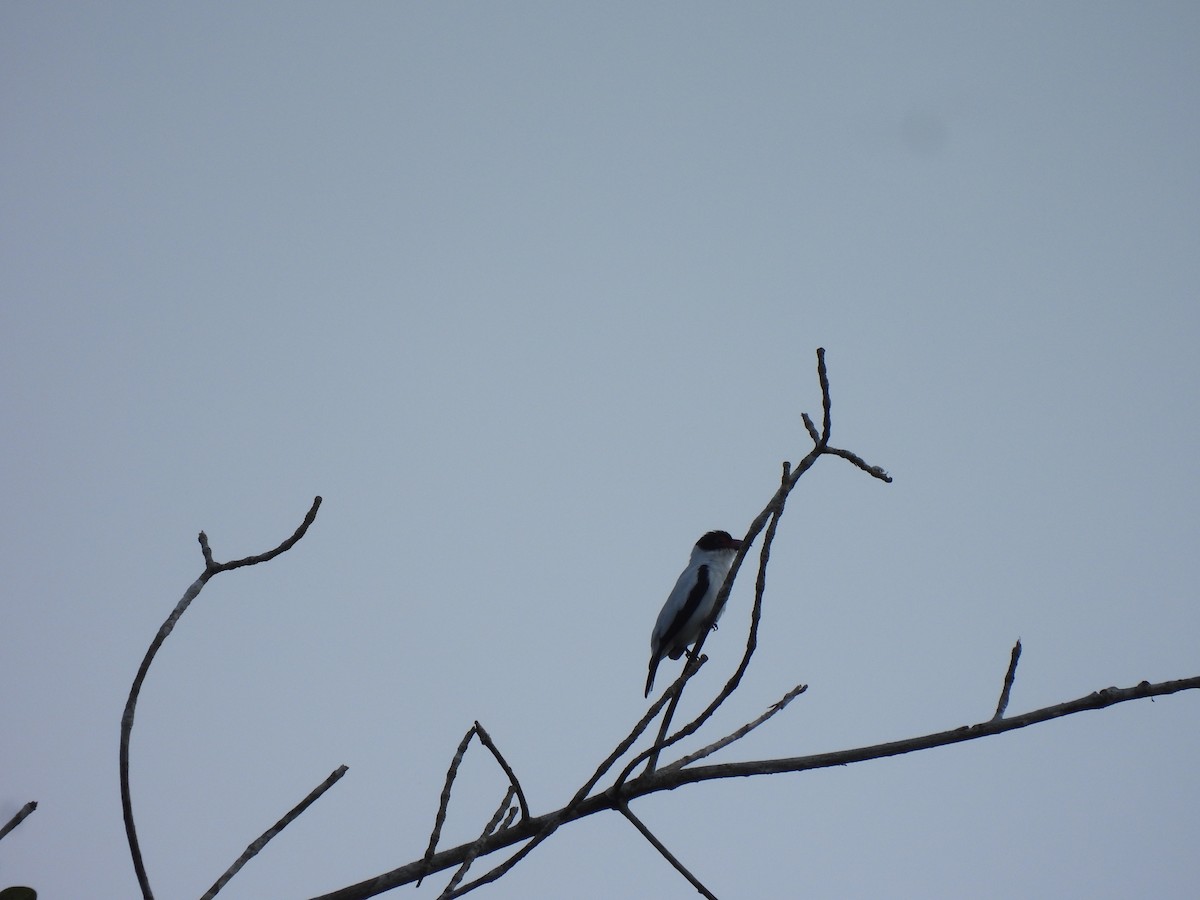Black-tailed Tityra - ML643993932