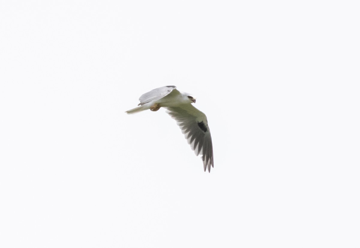 White-tailed Kite - ML643993943