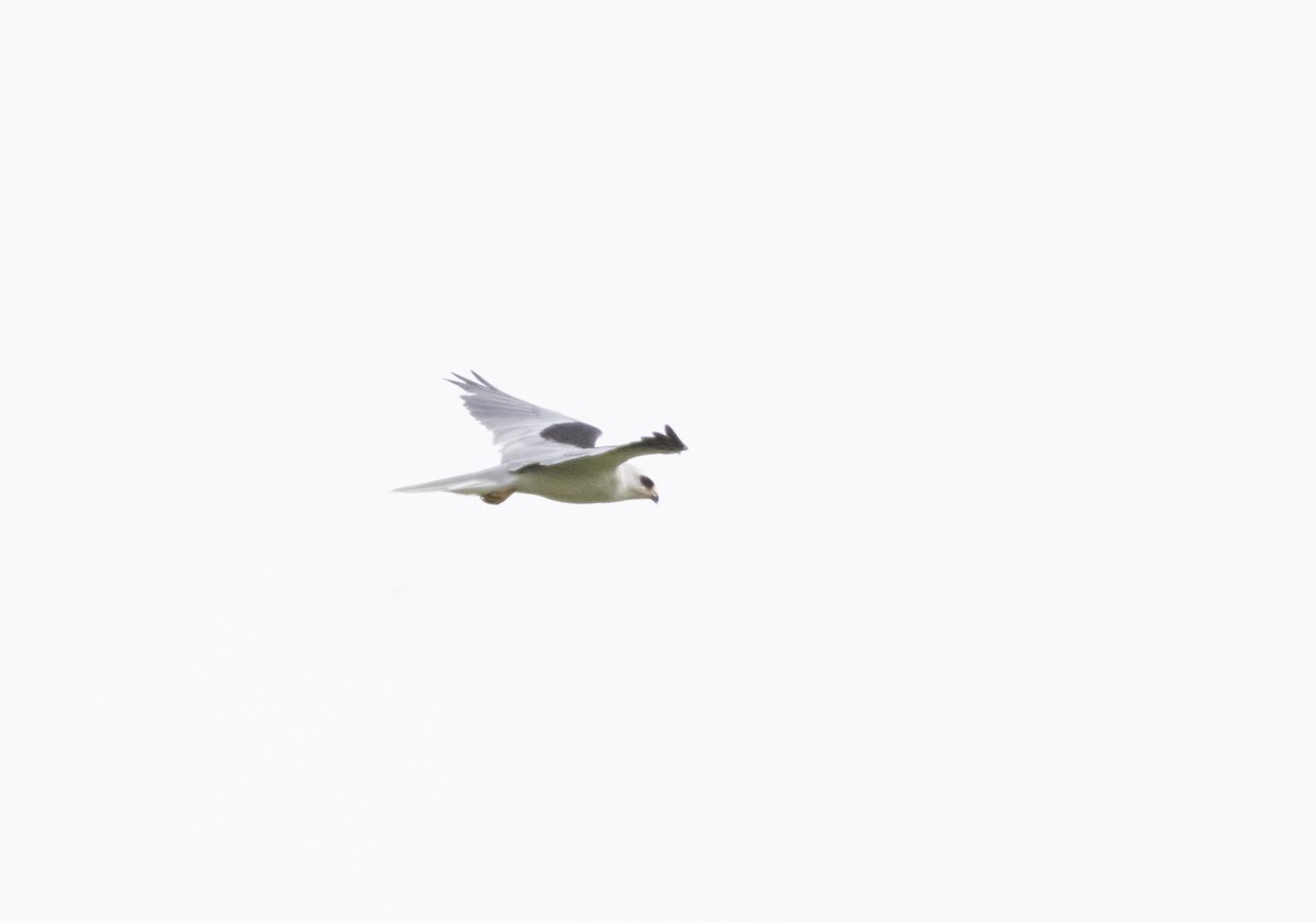 White-tailed Kite - ML643993944